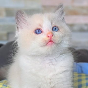 ラグドール【茨城県・男の子・2025年8月6日・ブルーポイントバイカラー（毛玉になりにくいサラサラ毛質）】の写真「両親遺伝子クリア💎キャンドルテールの甘えん坊💎」