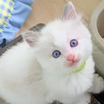 ラグドール【茨城県・男の子・2025年6月24日・ブルーポイントバイカラー（サラサラ毛玉になりにくい）】の写真「両親遺伝子検査クリア💎人懐こく甘えん坊な大きい子」