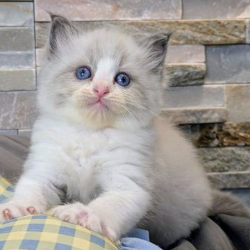 ラグドール【茨城県・男の子・2025年8月5日・ブルーポイントバイカラー（ダブルコート）】の写真「両親遺伝子クリア💎大きな目にモコモコのボディ🧸」