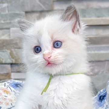 ラグドール【茨城県・男の子・2025年8月6日・ブルーポイントバイカラー（ダブルコート）】の写真「💎とにかく甘えん坊💎キャンドルテール💎」