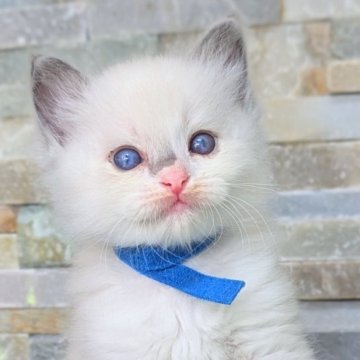 ラグドール【茨城県・男の子・2025年8月18日・ブルーポイントバイカラー（ダブルコート）】の写真「両親遺伝子クリア💎甘えん坊でマイペース💎」