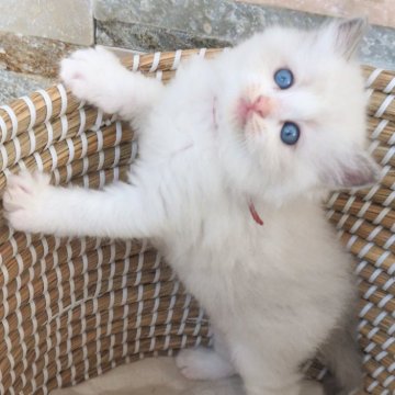 ラグドール【茨城県・女の子・2025年11月10日・ブルーポイントバイカラー】の写真「モッコモコのがっちりボディ💎明るい性格の甘えん坊」