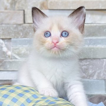 ラグドール【茨城県・男の子・2025年8月5日・シールポイントバイカラー（ダブルコート）】の写真「しっかりボディで元気な甘えん坊🧸」