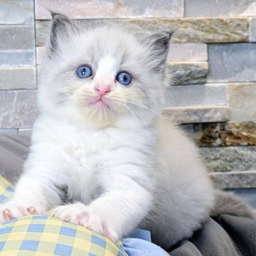 ラグドール【茨城県・男の子・2025年8月5日・ブルーポイントバイカラー（ダブルコート）】の写真「大きな目にモコモコボディの超甘えん坊くん🧸」