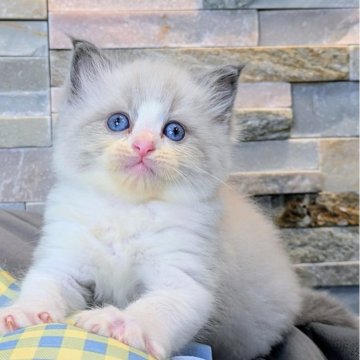 ラグドール【茨城県・男の子・2025年8月5日・ブルーポイントバイカラー（ダブルコート）】の写真「大きな目にモコモコボディの超甘えん坊くん🧸」