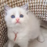 ラグドール【茨城県・女の子・2025年10月29日・ブルーポイントバイカラー】の写真1