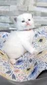 ラグドール【茨城県・男の子・2025年6月22日・ブルーポイントバイカラー】の写真2