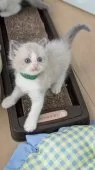 ラグドール【茨城県・男の子・2025年6月24日・ブルーポイントバイカラー】の写真5