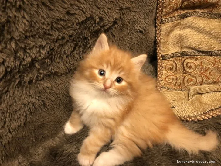 ID：2204-02028の子猫