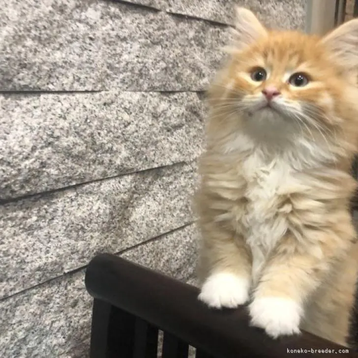 ID：2301-01589の子猫