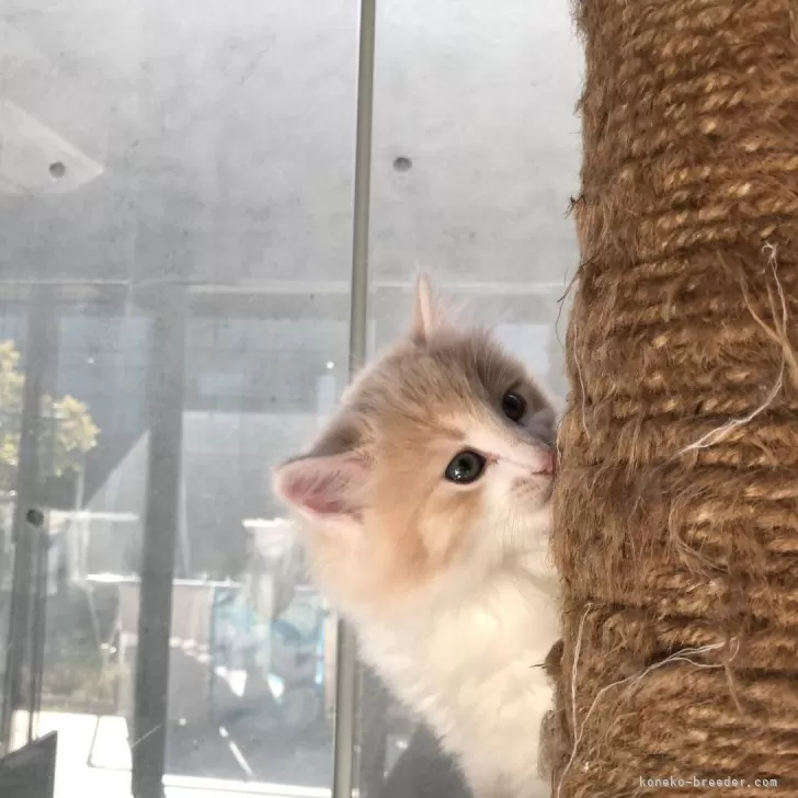 ID:2402-00895の子猫