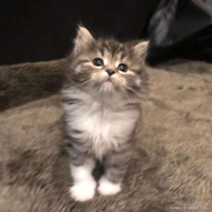 H.Z 様のお迎えした子猫