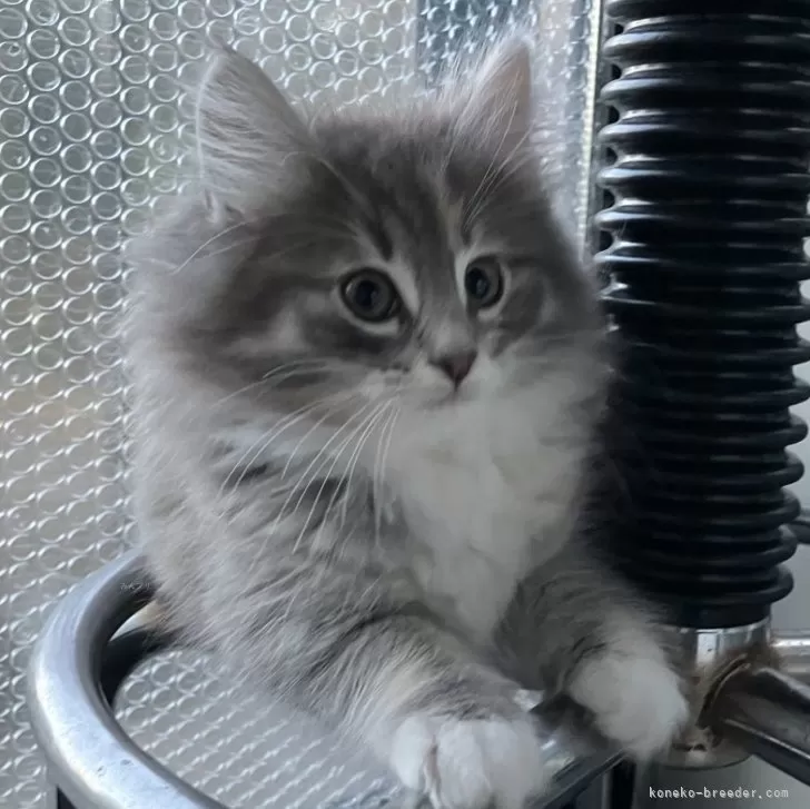 ID：2412-00308の子猫