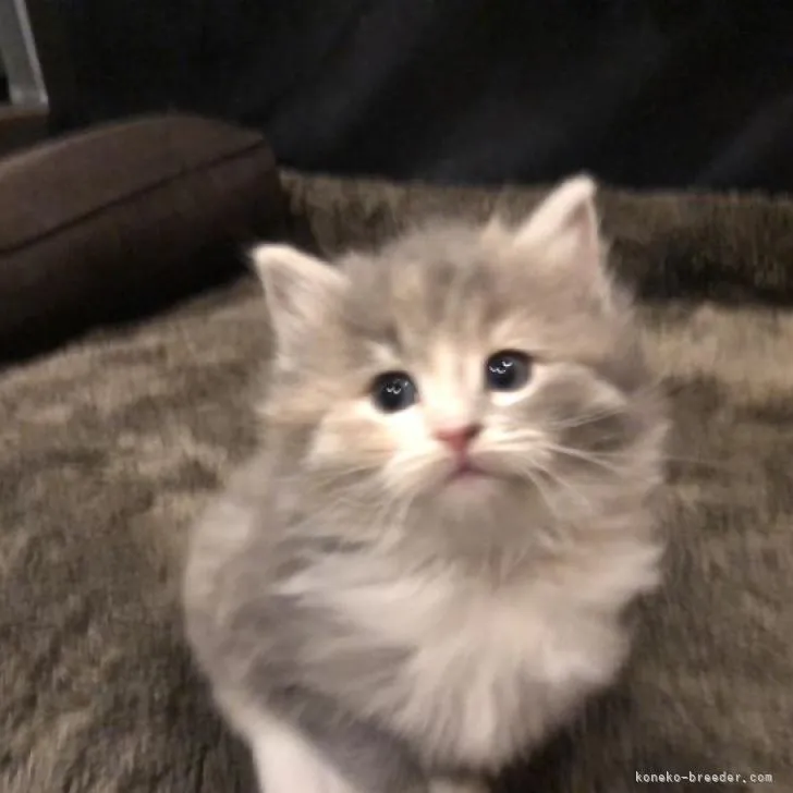 ID:2212-01962の子猫