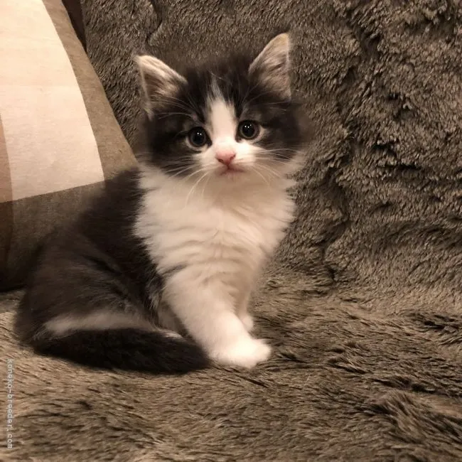 ID：2105-01867の子猫