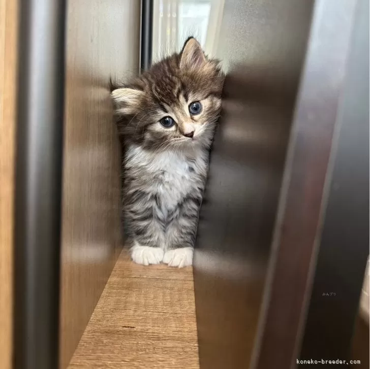 ID：2412-00300の子猫