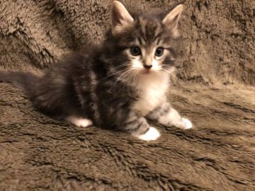 ノルウェージャンフォレストキャット【愛知県・男の子・2022年3月1日・ブラックタビーアンドホワイト】の写真「ふわふわお目目パッチリ。」