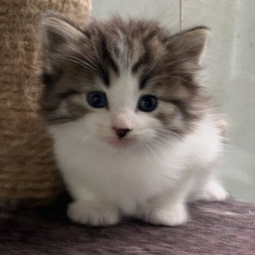 ノルウェージャンフォレストキャット【愛知県・男の子・2024年10月7日・ブラウンパッチドタビーアンドホワイト】の写真「お目目パッチリハンサム君です。」