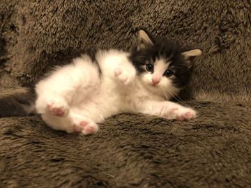 ノルウェージャンフォレストキャット【愛知県・男の子・2022年3月1日・ブラックアンドホワイト】の写真「ちょっと垂れ目な男の子です。」