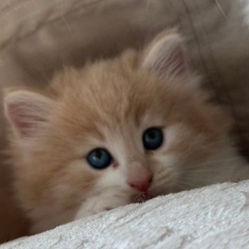 ノルウェージャンフォレストキャット【愛知県・男の子・2024年10月7日・クリームタビーアンドホワイト】の写真「キリットハンサム君です。」