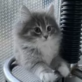 ノルウェージャンフォレストキャット【愛知県・女の子・2024年10月7日・ブルーパッチドタビーアンドホワイト】の写真1