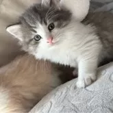 ノルウェージャンフォレストキャット【愛知県・女の子・2024年10月7日・ブルーシルバータビーアンドホワイト】の写真1