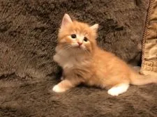 ノルウェージャンフォレストキャット【愛知県・男の子・2022年3月1日・ブラウンタビーアンドホワイト】の写真2