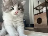 ノルウェージャンフォレストキャット【愛知県・女の子・2024年10月7日・ブルーシルバータビーアンドホワイト】の写真2