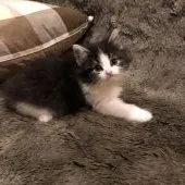 ノルウェージャンフォレストキャット【愛知県・女の子・2021年4月7日・ブラックアンドホワイト】の写真2「5/23撮影」