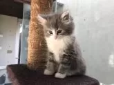 ノルウェージャンフォレストキャット【愛知県・女の子・2023年12月7日・プルータビーアンドホワイト】の写真2