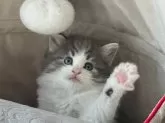 ノルウェージャンフォレストキャット【愛知県・女の子・2024年10月7日・ブルーシルバータビーアンドホワイト】の写真4
