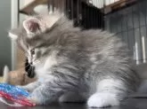 ノルウェージャンフォレストキャット【愛知県・女の子・2024年10月7日・ブルーパッチドタビーアンドホワイト】の写真4