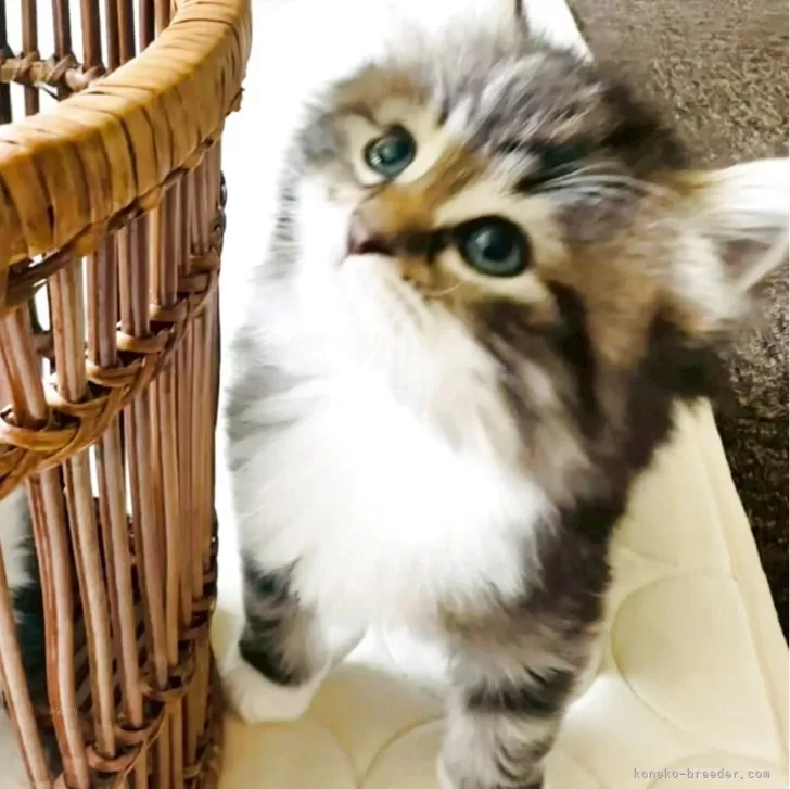 ID：2505-03619の子猫