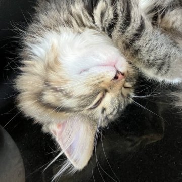 ノルウェージャンフォレストキャット【愛知県・女の子・2025年4月2日・ブラウンパッチドタビーアンドホワイト】の写真「お目目クリクリ優しい顔立ちです。」