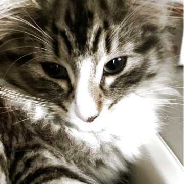 ノルウェージャンフォレストキャット【愛知県・女の子・2025年4月2日・ブラウンパッチドタビーアンドホワイト】の写真「お目目パッチリキュートな女子です。」