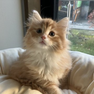 ノルウェージャンフォレストキャット【愛知県・男の子・2025年10月10日・レッドタビーアンドホワイト】の写真「お目目クリクリ人懐こいニャンです。」