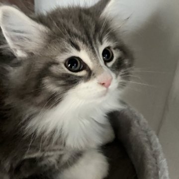 ノルウェージャンフォレストキャット【愛知県・女の子・2025年10月10日・ブルーシルバータビーアンドホワイト】の写真「お目目クリクリキュートです。」