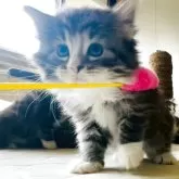 ノルウェージャンフォレストキャット