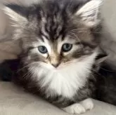 ノルウェージャンフォレストキャット