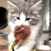 ノルウェージャンフォレストキャット