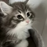 ノルウェージャンフォレストキャット