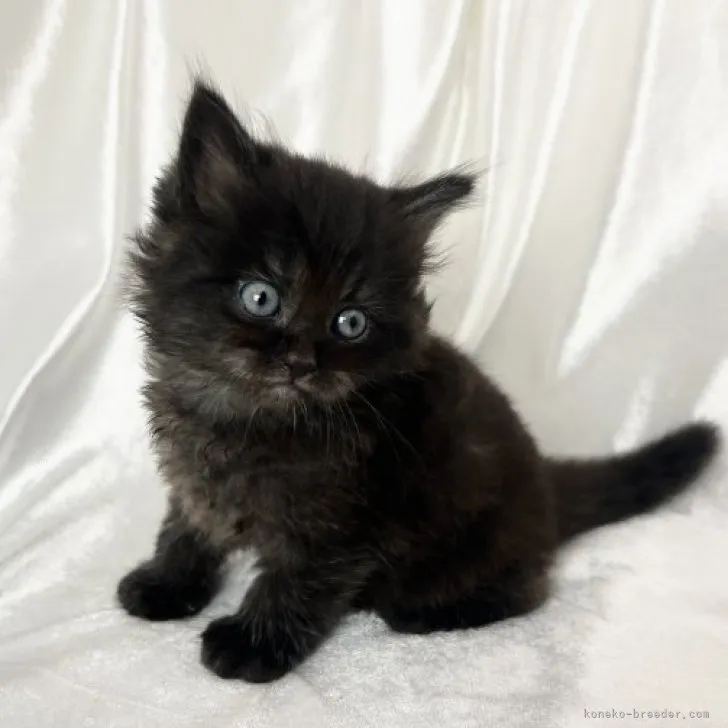 ID:2312-01311の子猫