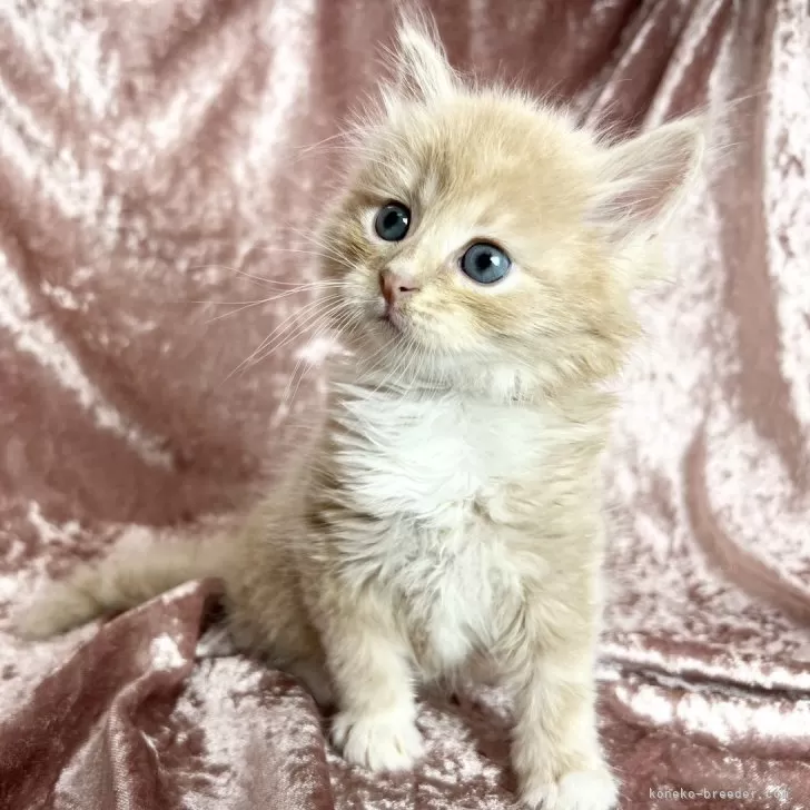 ID：2405-01698の子猫