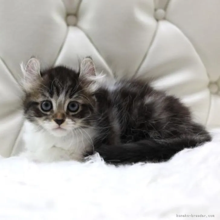 ID:2209-00688の子猫