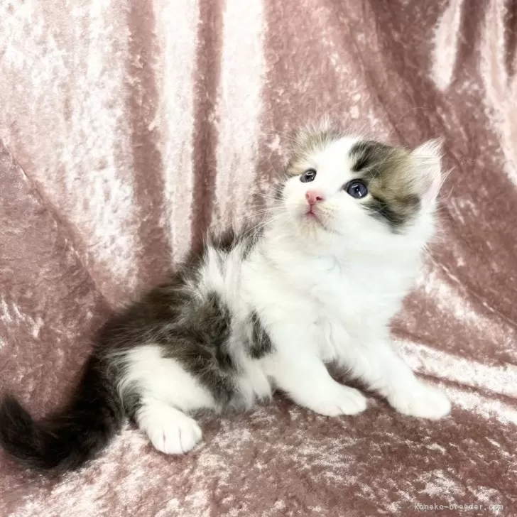 ID：2410-00039の子猫