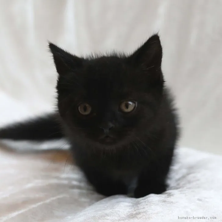 ID:2307-03466の子猫