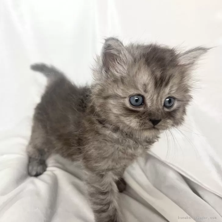 ID:2401-00738の子猫