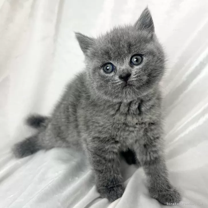 ID:2402-00178の子猫