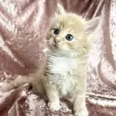 サイベリアン【三重県・男の子・2024年3月22日・クリームタビー&ホワイト】の写真1