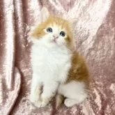 サイベリアン【三重県・男の子・2024年3月22日・レッドタビー&ホワイト】の写真1